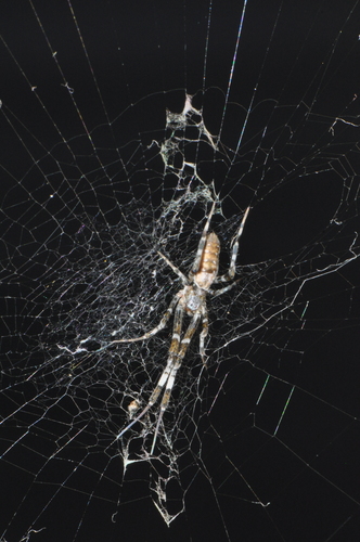 Ninja-star Ceiling Spider