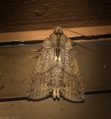 Ortholomia moluccana