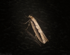 Leptocroca sanguinolenta