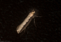 Leptocroca sanguinolenta