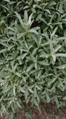 Hippophae rhamnoides