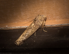 Ortholomia moluccana