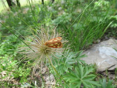 Arctia aulica