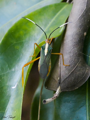 Lucullia flavovittata