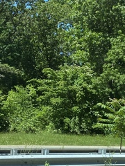 Cornus kousa