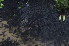 Bufo bufo