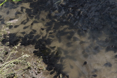 Bufo bufo
