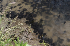 Bufo bufo