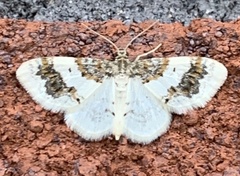 Hydrelia condensata