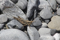 Melanoplus mexicanus