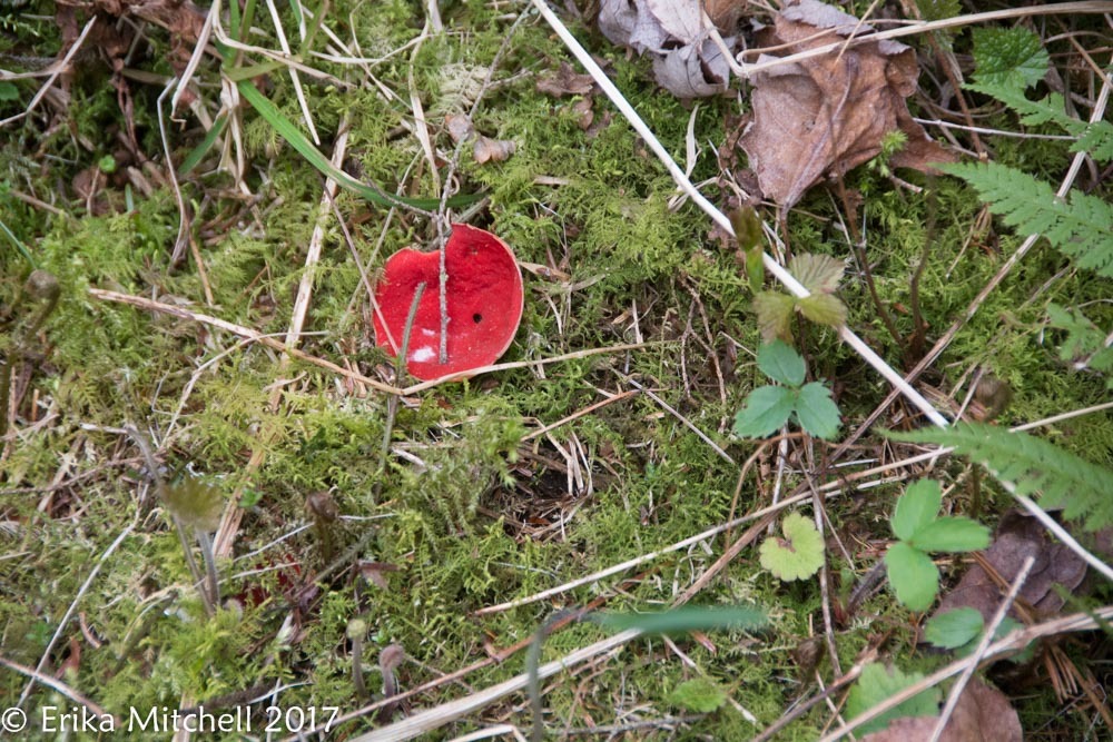 Sarcoscypha coccinea image