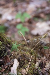 Phegopteris connectilis