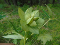 Helleborus cyclophyllus