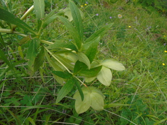 Helleborus cyclophyllus