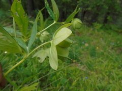 Helleborus cyclophyllus