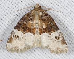 Neoligia crytora