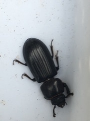 Pharochilus rugiceps