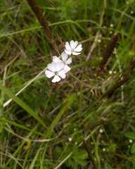 Silene linnaeana
