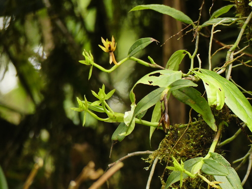 Epidendrum brachystele Schltr. 2