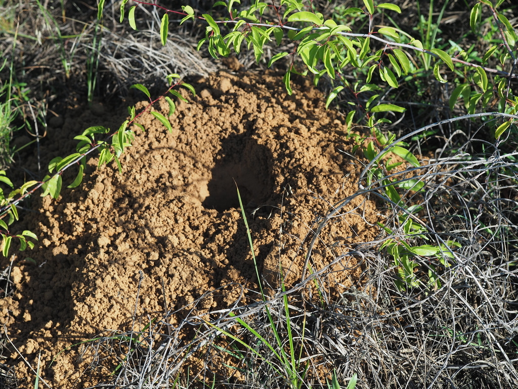 Plains Pocket Gopher from Tarrant, Texas, United States on June 8, 2020 ...