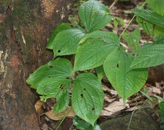 Dioscorea hispida