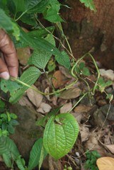 Dioscorea hispida