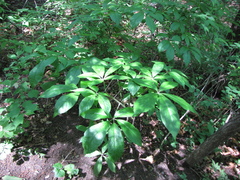 Eleutherococcus senticosus