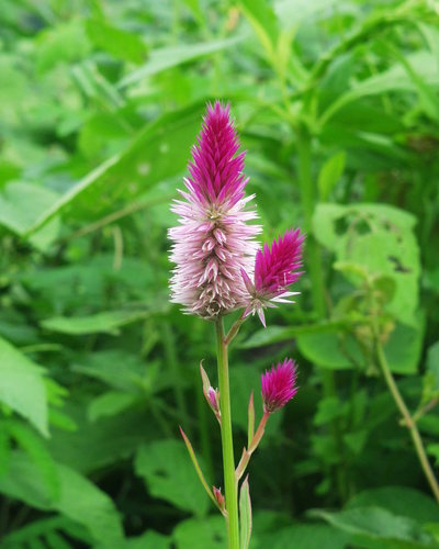 Celosia argentea image