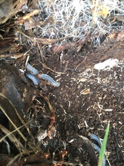 Pharochilus rugiceps