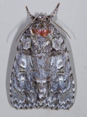 Acronicta modica