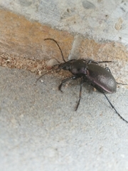 Carabus nemoralis