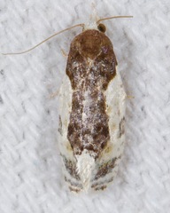 Henricus edwardsiana