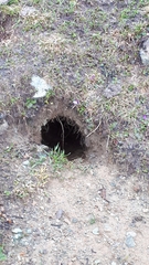 Marmota marmota