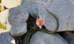 Tulipa cretica