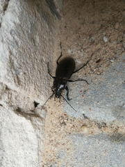 Carabus nemoralis