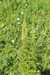 Pedicularis incarnata