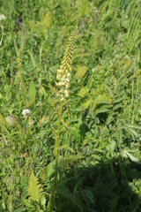 Pedicularis incarnata