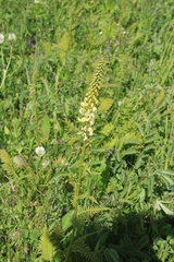 Pedicularis incarnata
