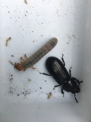 Pharochilus rugiceps