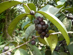 Eugenia calophylloides