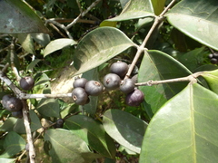 Eugenia calophylloides