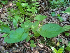Pachyphragma macrophyllum
