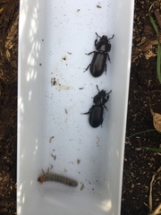 Pharochilus rugiceps