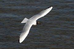 Chroicocephalus ridibundus