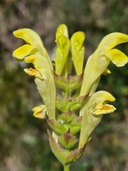 Scutellaria oreophila