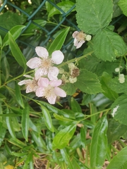 Angiospermae