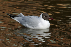 Chroicocephalus ridibundus