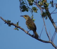 Lichmera indistincta limbata