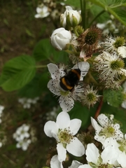 Bombus