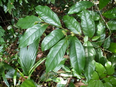 Thecacoris stenopetala